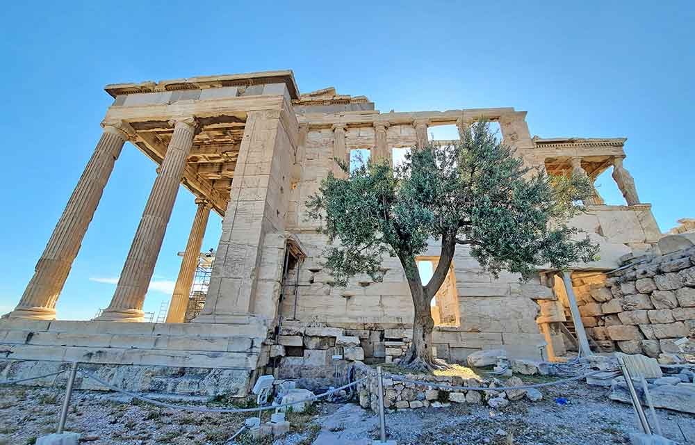 The 2500-year-old olive tree stands in Acropolis under a clear blue sky