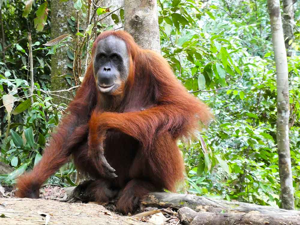 A wild orangutan sits atop a tree, its vibrant orange fur contrasting against the lush green backdrop of the surrounding trees.