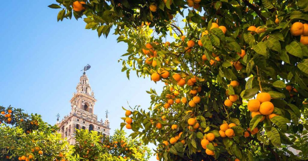 Seville at Christmas with the Giralda Tower framed by bright orange trees under a clear winter sky, capturing the city’s festive yet peaceful atmosphere during the holiday season.